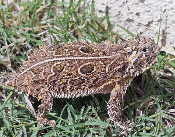 Un lagarto de cuernos de Texas en la hierba —  Fotos de Stock