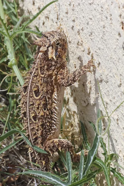 Un lagarto con cuernos de Texas contra un muro de estuco — Foto de Stock