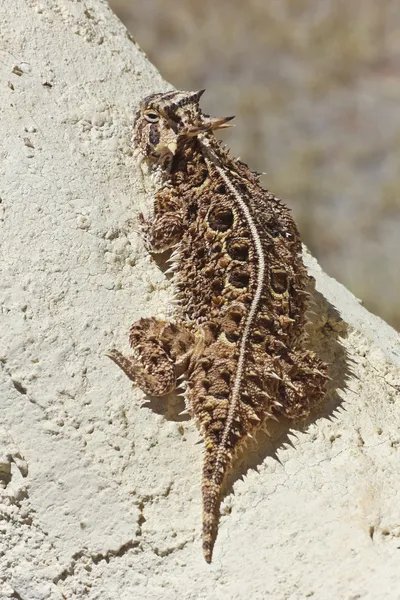 Un lagarto con cuernos de Texas contra un muro de estuco —  Fotos de Stock