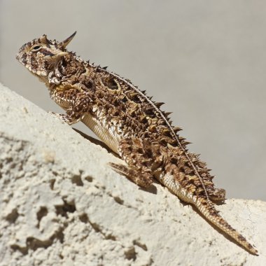 A Texas Horned Lizard Against a Stucco Wall clipart