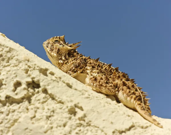 A Texas Horned Lizard on a Stucco Wall — Stock Photo, Image