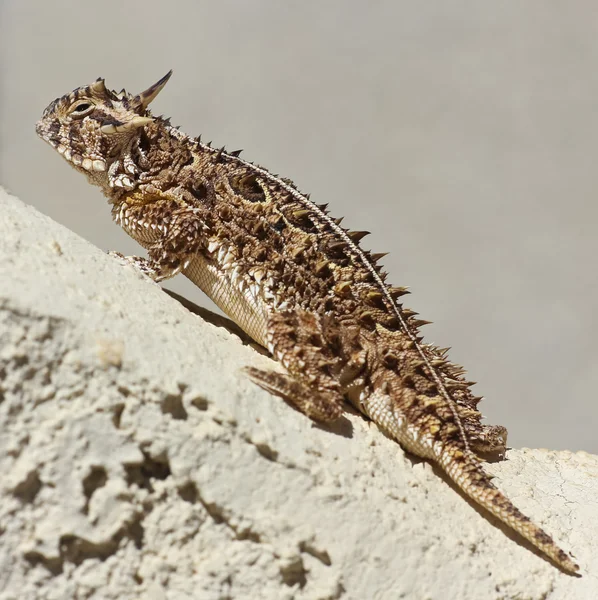A Texas Horned Lizard Against a Stucco Wall — Stok Foto