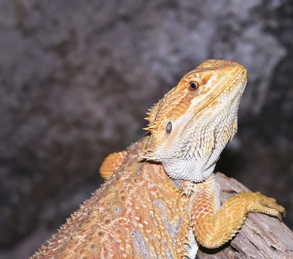 A Pogona, Commonly Known as the Bearded Dragon — Stock Photo, Image