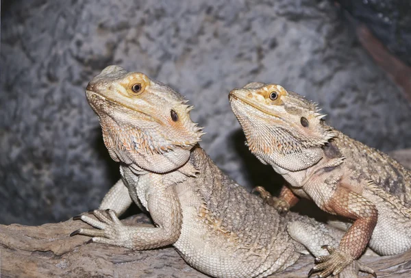 Un par de Pogona, comúnmente conocidos como dragones barbudos — Foto de Stock