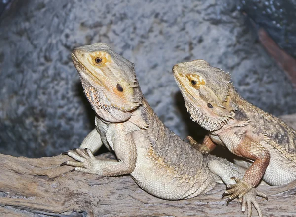 Un par de Pogona, comúnmente conocidos como dragones barbudos —  Fotos de Stock