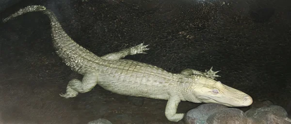 En sällsynt albino amerikansk alligator lurar på natten — Stockfoto