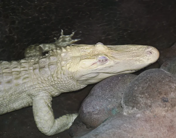 Ein seltener Albino-amerikanischer Alligator lauert nachts — Stockfoto