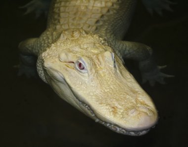 A Rare Albino American Alligator Lurks at Night clipart