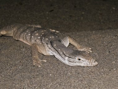 A Desert Monitor Lizard in the Sand clipart