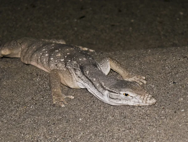 Un lagarto monitor del desierto en la arena —  Fotos de Stock