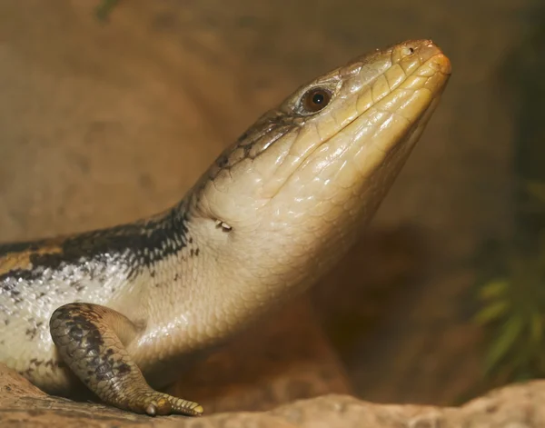 Un gros plan d'un scinque à la langue bleue — Photo