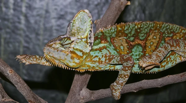 A Veiled Chameleon Reaches for the Next Branch — Stock Photo, Image