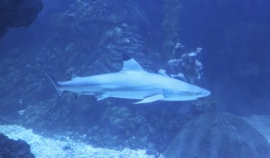 Siyah uçlu resif köpekbalığı, threatene yakın carcharhinus melanopterus