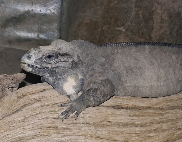 Bir gergedan iguana kütüğe aittir — Stok fotoğraf