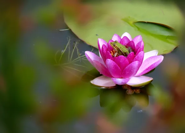 stock image Frog in a flower