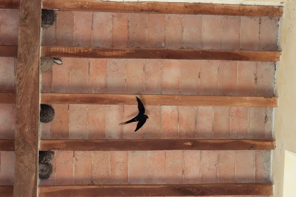 Barn swallow gniazd — Zdjęcie stockowe
