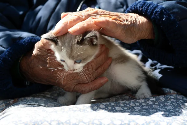 Le vecchie mani accarezzano un gattino — Foto Stock