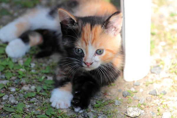 若い女性の子猫 — ストック写真