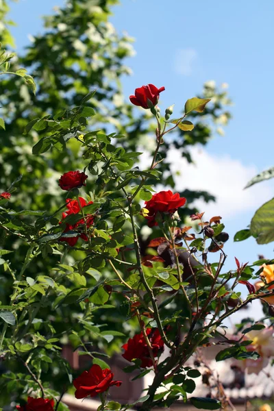 Roses rouges — Photo