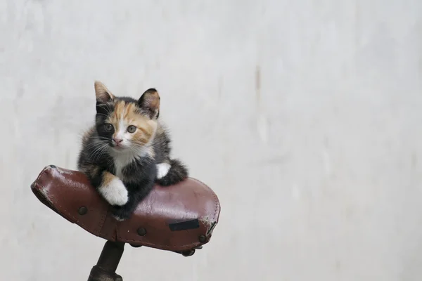 子猫のサイクリスト — ストック写真