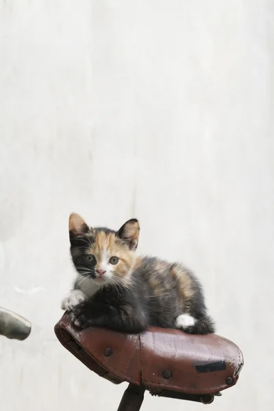 Велосипедный котёнок — стоковое фото