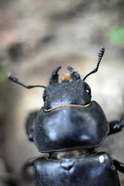 Dung beetle close-up — Stockfoto