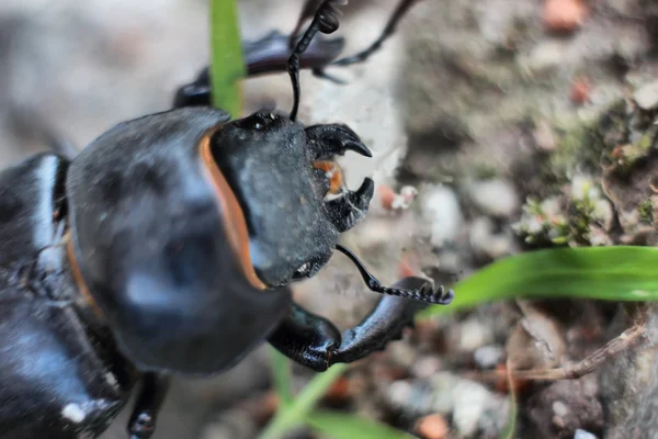 Escarabajo del estiércol — Foto de Stock