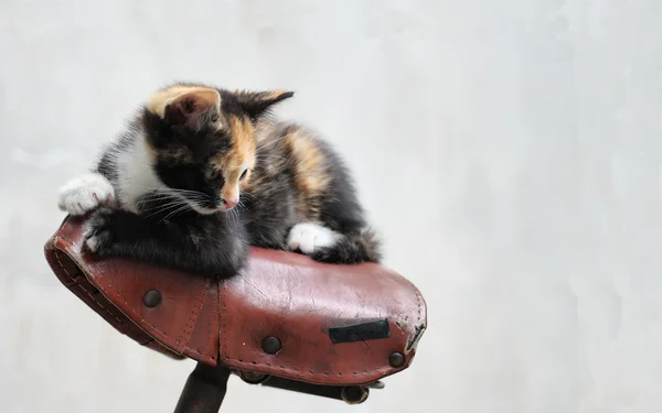 在一辆自行车上的猫 — 图库照片
