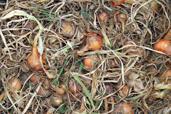 Organic onions — Stock Photo, Image