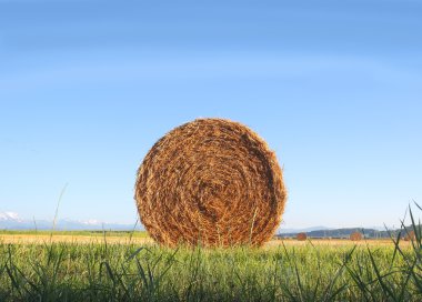 Hay bale morning clipart