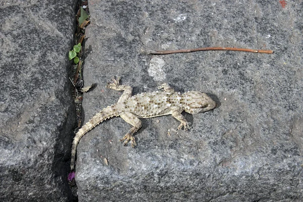 Kentsel gecko — Stok fotoğraf