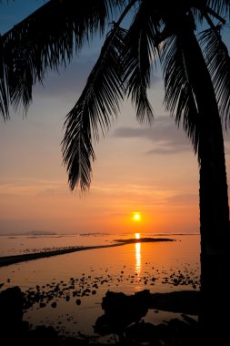 Palm tree silhouette at sunset clipart