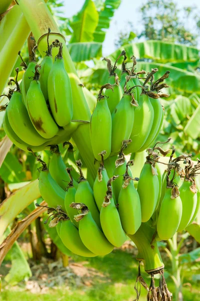 Банда бананов на дереве — стоковое фото