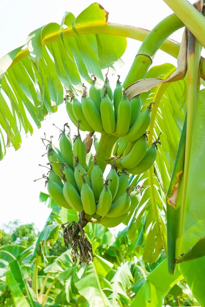 Bananenstrauß auf Baum — Stockfoto