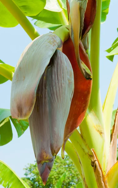 Цветок банана — стоковое фото