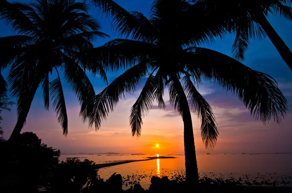 日没時のココナッツの木のシルエット — ストック写真