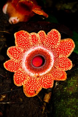 Rafflesia flower largest clipart