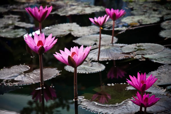 stock image A pink water lily