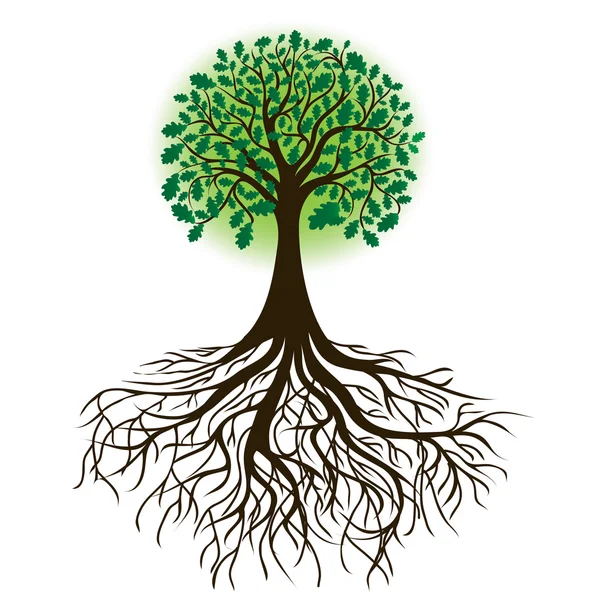 Dubový strom s kořeny a husté olistění, vektor — Stockový vektor