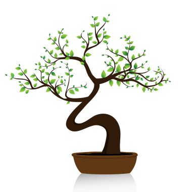 Bonsai tree on white background clipart