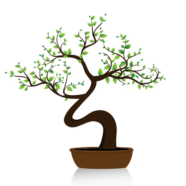 Bonsaj strom na bílém pozadí — Stockový vektor