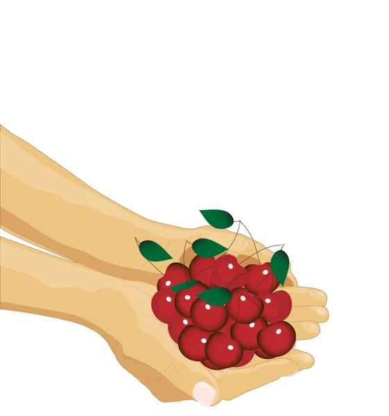 stock vector Two hands with cherries isolated, vector