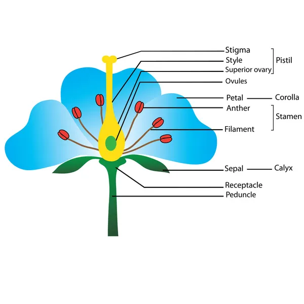 A virág szerkezete — Stock Vector