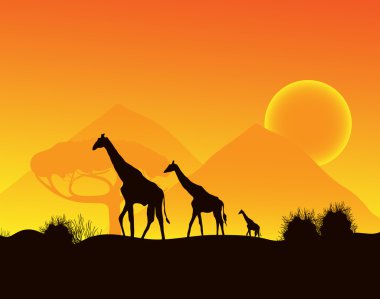 Giraffes walking across the desert clipart