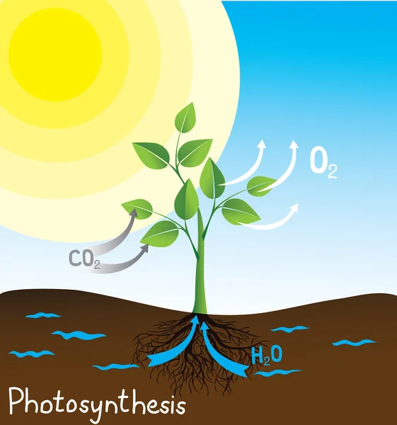 Immagine vettoriale di fotosintesi — Vettoriale Stock