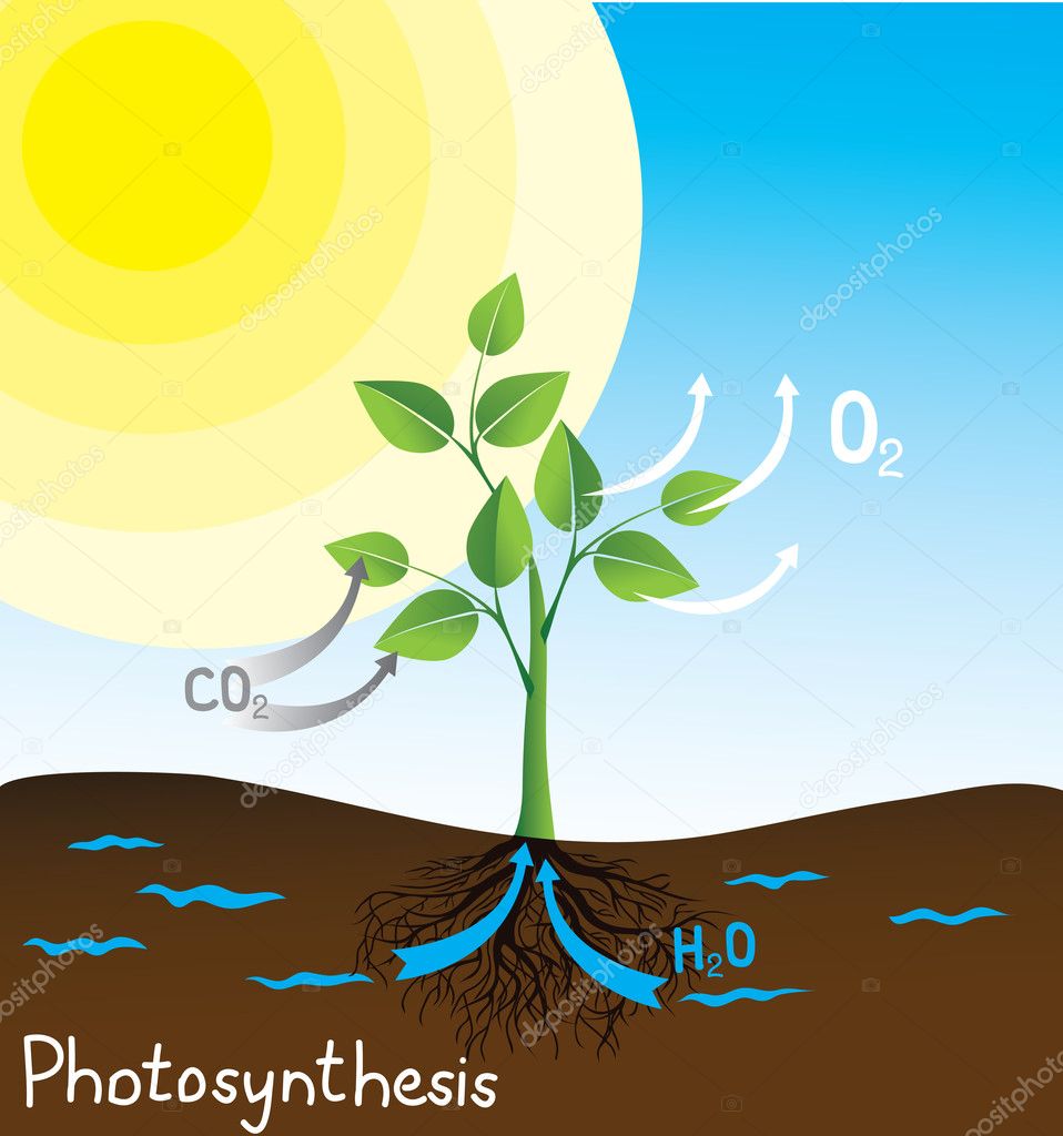 光合成ストックベクター ロイヤリティフリー光合成イラスト Depositphotos