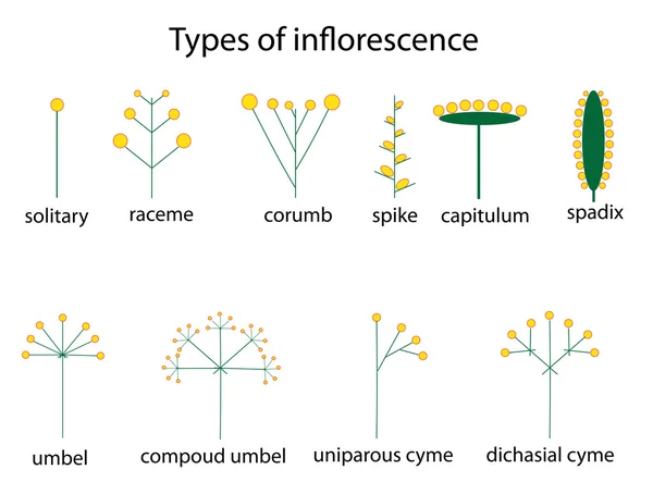 Types of inflorescence — Stock Vector