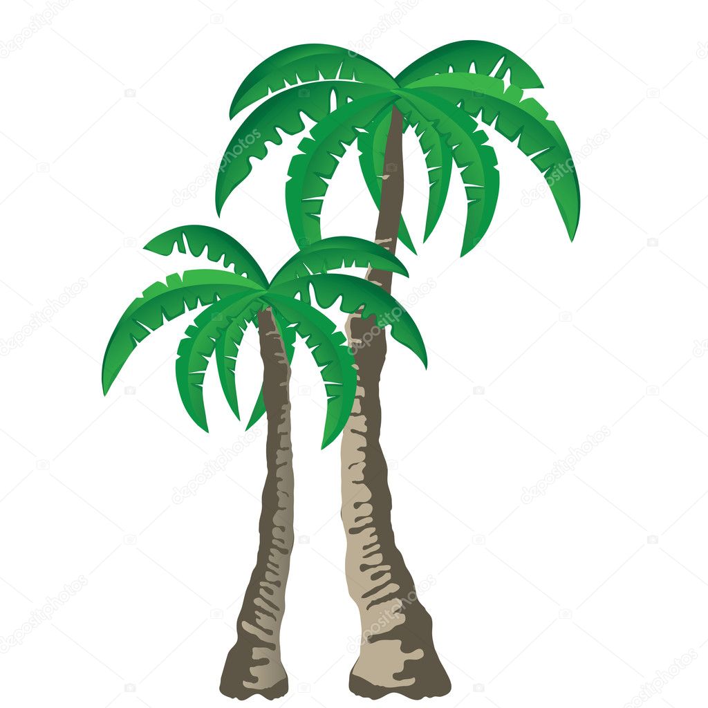 Tropical palm trees isolated on white background.