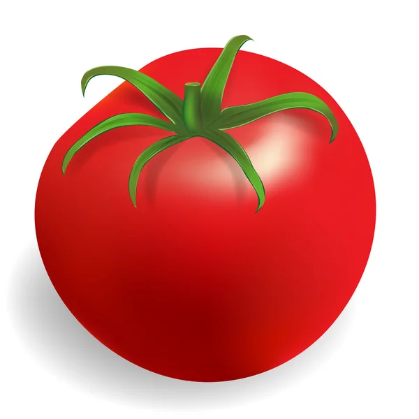 Fresh tomato — Stock Vector