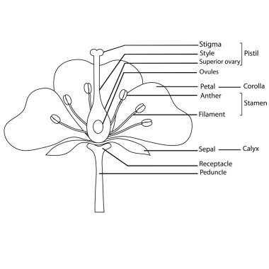 Diagram of a flower clipart